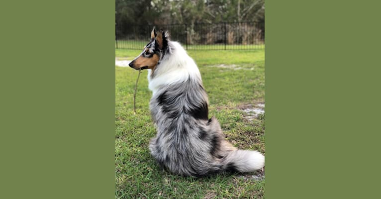Kuma, a Collie tested with EmbarkVet.com