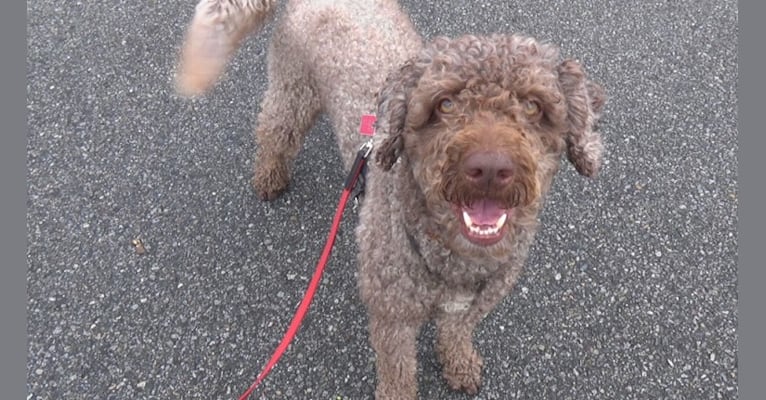 Gus, a Spanish Water Dog tested with EmbarkVet.com