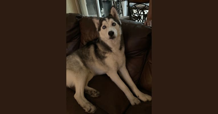 Photo of Nick Torres, a Siberian Husky  in 1007 Dudley Drive, Kissimmee, Florida 34758, United States