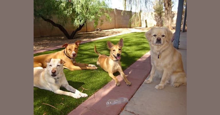 Bean, a Chow Chow and Chihuahua mix tested with EmbarkVet.com