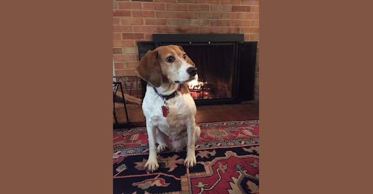 Patsy, a Beagle and Mountain Cur mix tested with EmbarkVet.com