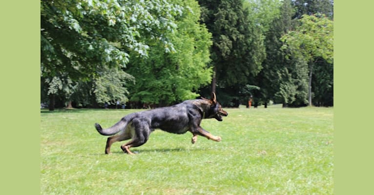 Zeek, a German Shepherd Dog tested with EmbarkVet.com