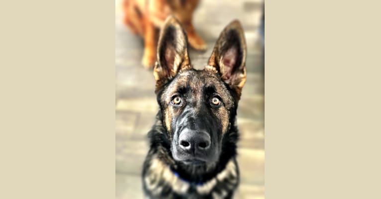 Photo of Booth vom Wahrsten, a German Shepherd Dog  in Illinois, USA
