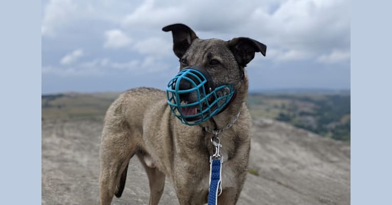 Teddy, an Eastern European Village Dog tested with EmbarkVet.com