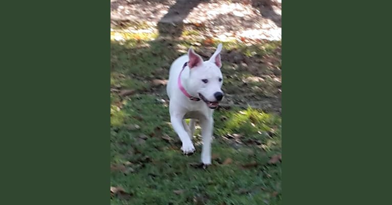 Lila, an American Pit Bull Terrier and Dogo Argentino mix tested with EmbarkVet.com