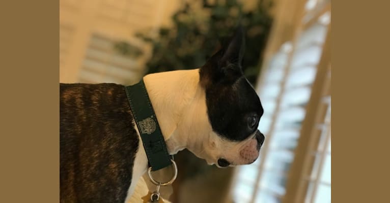 Mai-Mai, a Boston Terrier tested with EmbarkVet.com