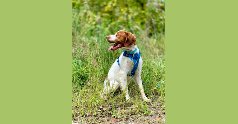 Photo of Pilot, a Brittany  in State College, PA, USA
