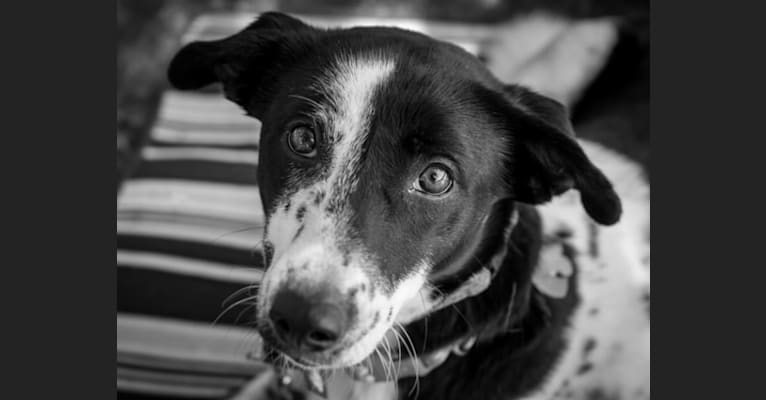 Peppy, a South Asian Village Dog tested with EmbarkVet.com