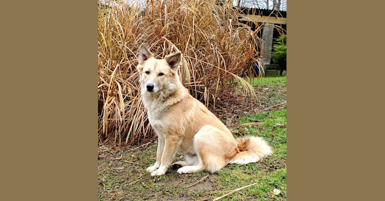 Nelson, an Arabian Village Dog tested with EmbarkVet.com