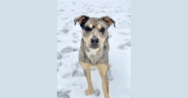 Photo of Zoey, an American Pit Bull Terrier, Australian Shepherd, Siberian Husky, and American Staffordshire Terrier mix in South Carolina, USA