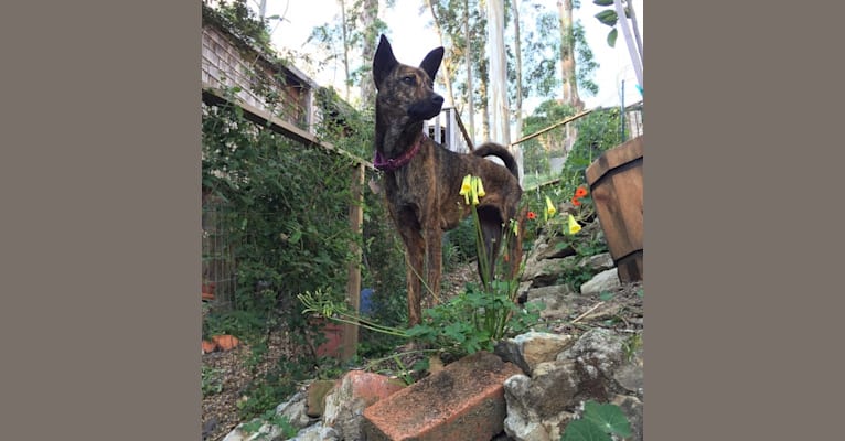 Blixa, a Formosan Mountain Dog tested with EmbarkVet.com