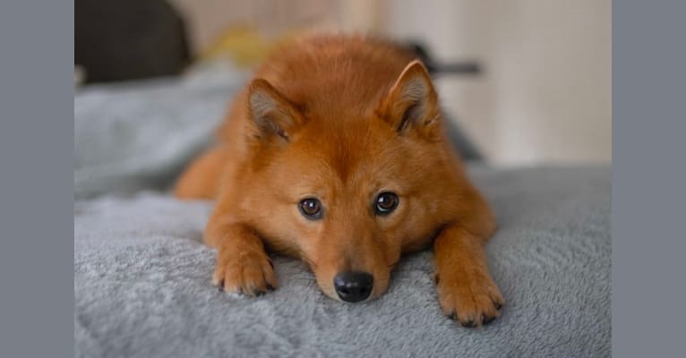Photo of Mika, a Finnish Spitz  in New Zealand