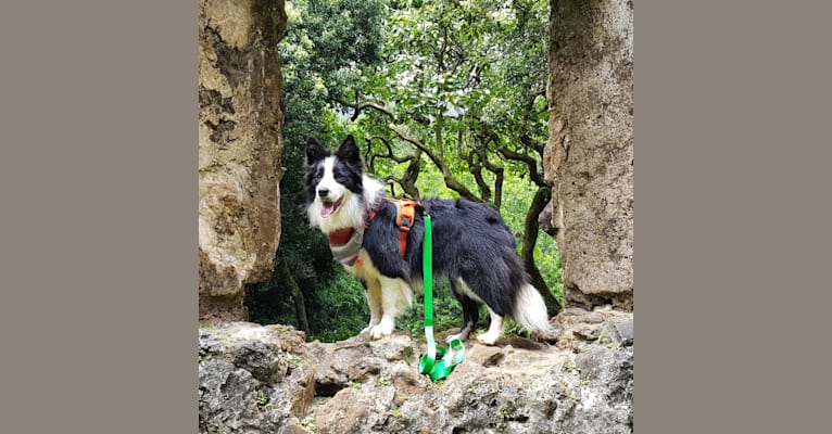 Kida, a Border Collie tested with EmbarkVet.com