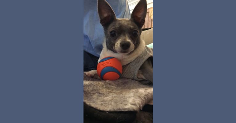 Yapa Roo, a Chihuahua and Rat Terrier mix tested with EmbarkVet.com