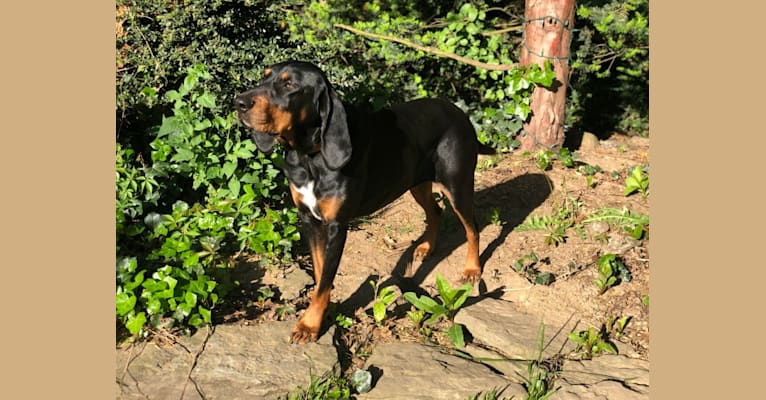 Hillary, a Black and Tan Coonhound tested with EmbarkVet.com