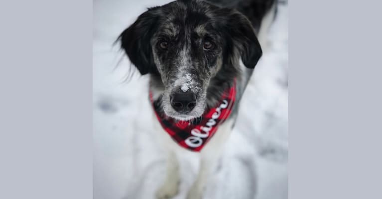 Oliver, a Coonhound and Collie mix tested with EmbarkVet.com