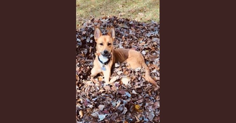 Photo of Dixie, a Rottweiler, German Shepherd Dog, Siberian Husky, and Cane Corso mix in Greensboro, North Carolina, USA