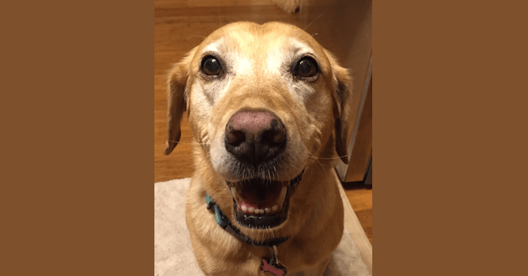 Sadie, a Labrador Retriever and American Bulldog mix tested with EmbarkVet.com