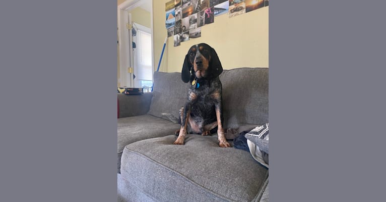 Photo of Beau, a Bluetick Coonhound  in Lexington, Kentucky, USA