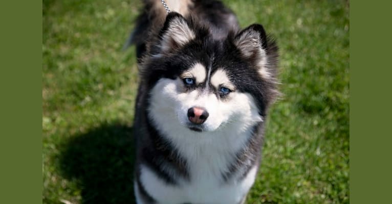 Stella, a Siberian Husky and Pomeranian mix tested with EmbarkVet.com