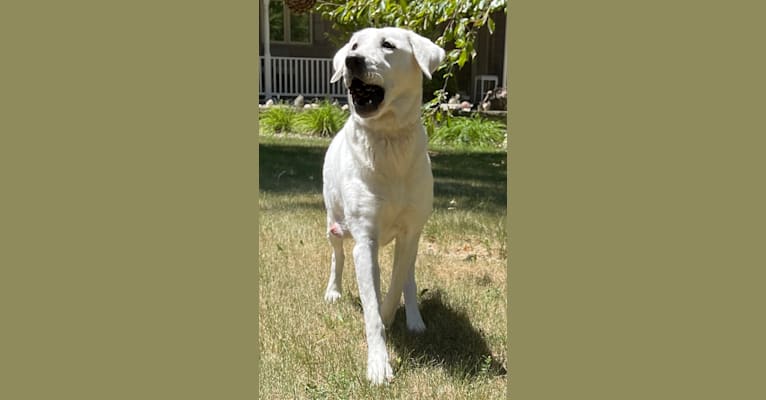 Pearle, a Labrador Retriever tested with EmbarkVet.com
