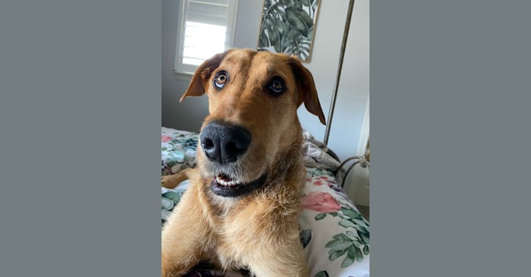 Airedale great dane mix outlet