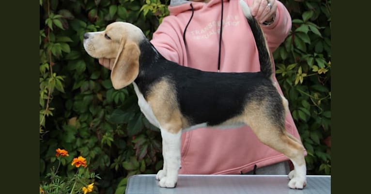 Sonya, a Beagle tested with EmbarkVet.com