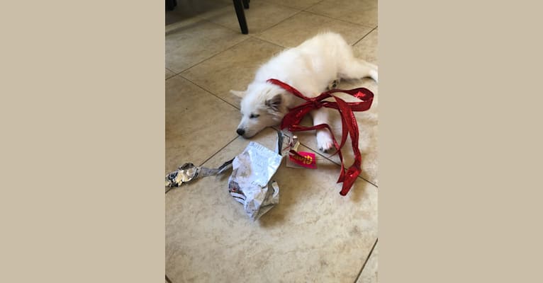 Photo of Bolt Sanford, an American Eskimo Dog  in Louisiana, USA