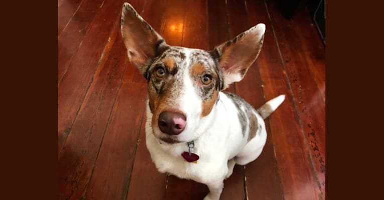 Astrid, a Rat Terrier and Labrador Retriever mix tested with EmbarkVet.com