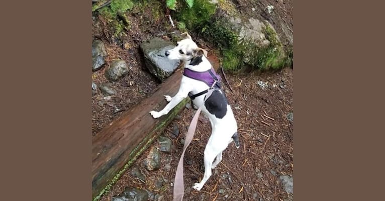 Photo of Lizzie, a Russell-type Terrier, Toy Fox Terrier, Rat Terrier, Chihuahua, and Mountain Cur mix in Olympia, Washington, USA