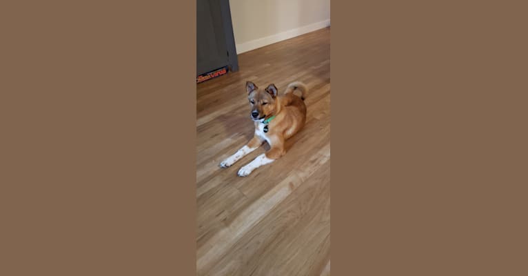 Alyx, a Japanese or Korean Village Dog tested with EmbarkVet.com