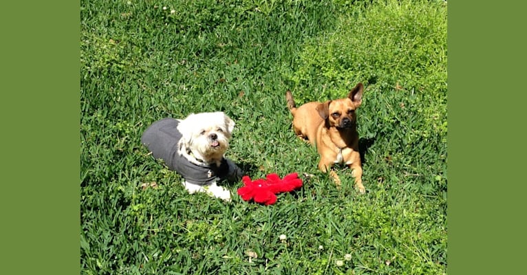 Photo of Dory, a Chihuahua, Dalmatian, Shih Tzu, and Mixed mix in Dickinson, Texas, USA