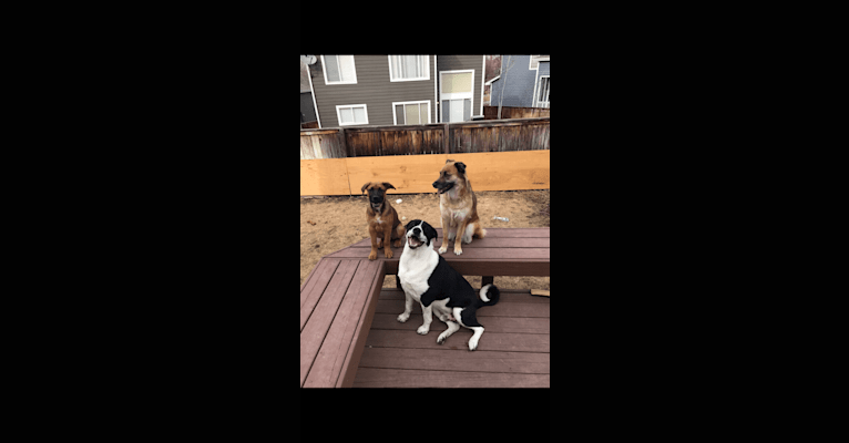 Photo of Princess Olivia Jane, a Siberian Husky, Chow Chow, Labrador Retriever, German Shepherd Dog, American Pit Bull Terrier, and Mixed mix in Texas, USA