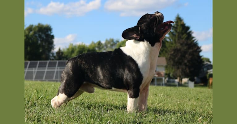 Kilo, a French Bulldog tested with EmbarkVet.com