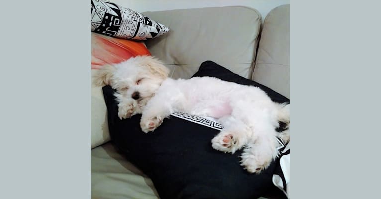Photo of Maggie, a Maltese, Poodle (Small), Shih Tzu, and Pomeranian mix in Toronto, Ontario, Canada