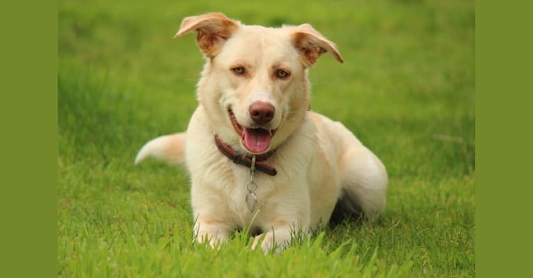 Ivory, an Australian Shepherd and Labrador Retriever mix tested with EmbarkVet.com