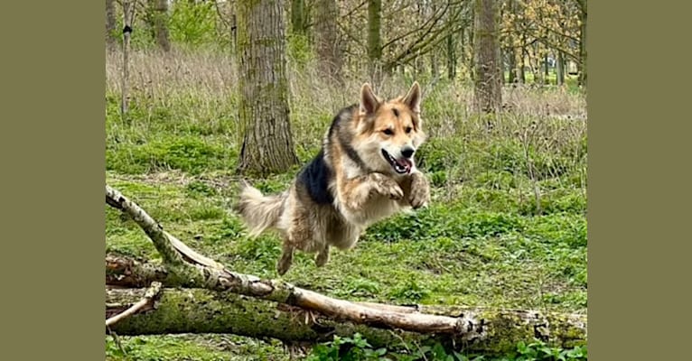 TiAmo, a White Shepherd and German Shepherd Dog mix tested with EmbarkVet.com