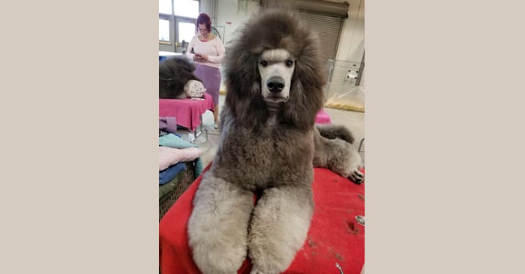 Photo of Finn, a Poodle (Standard)  in Ballinasloe, County Galway, Ireland