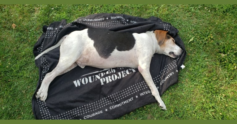 Colton, a Treeing Walker Coonhound tested with EmbarkVet.com
