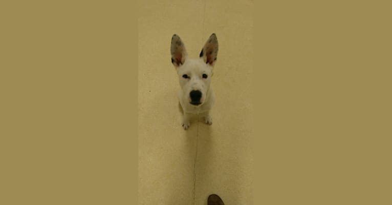 Rez, a Staffordshire Terrier and Siberian Husky mix tested with EmbarkVet.com