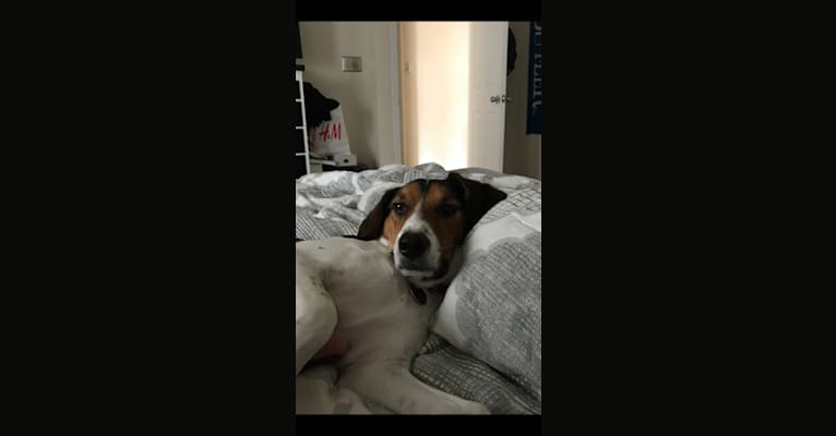 Snoopy, a Beagle and Basset Hound mix tested with EmbarkVet.com
