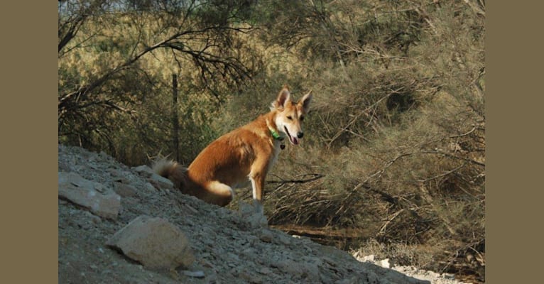 Sandy, an Arabian Village Dog tested with EmbarkVet.com