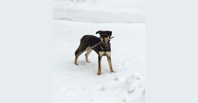 Piper, a Rottweiler and German Shepherd Dog mix tested with EmbarkVet.com
