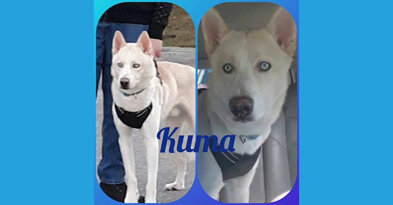 Kuma the ice king, a Siberian Husky tested with EmbarkVet.com