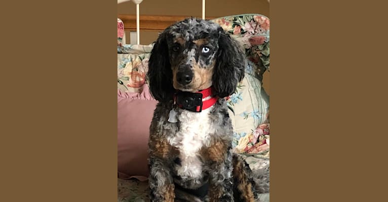 Photo of Artie (King Arthur of the Red Barn), a Poodle  in Apple Creek, Ohio, USA