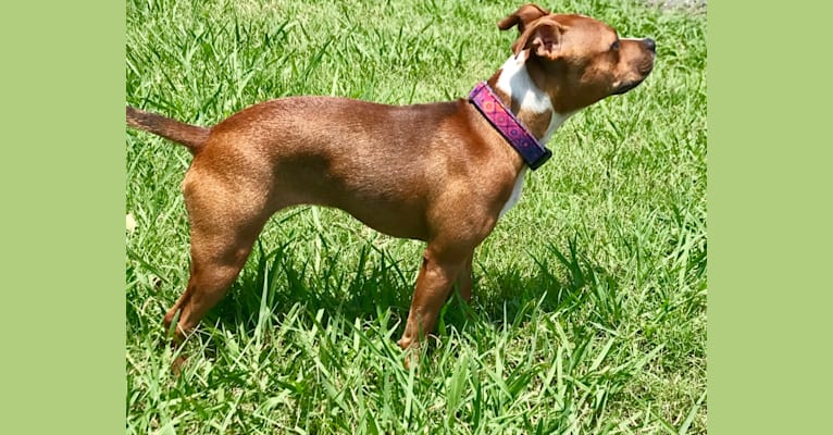 Photo of Latte, a Staffordshire Bull Terrier 