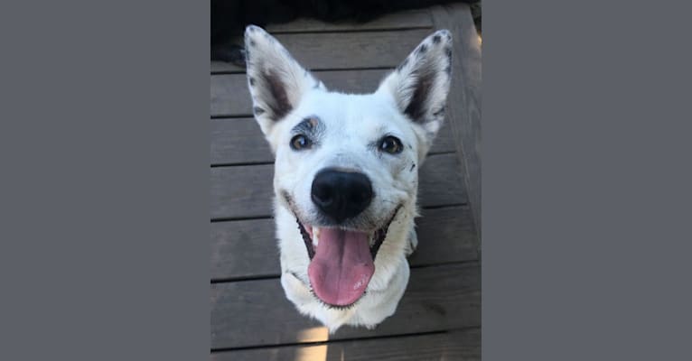 Narlie, an Australian Cattle Dog and Border Collie mix tested with EmbarkVet.com