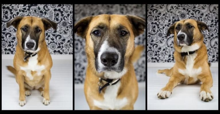 Photo of Harley, an American Pit Bull Terrier, Chow Chow, Labrador Retriever, and Golden Retriever mix in Wylie, Texas, USA
