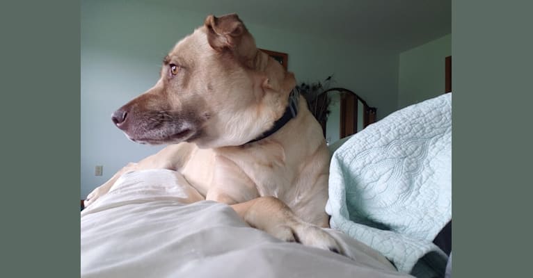 Loki, an American Pit Bull Terrier and Alaskan Malamute mix tested with EmbarkVet.com