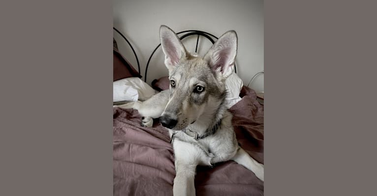 Nimue Qabrielle, a Saarloos Wolfdog tested with EmbarkVet.com